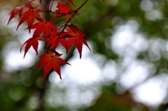 紅葉。