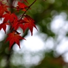 紅葉。