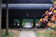 雨の紅葉