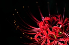 秋の花火。