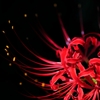 秋の花火。