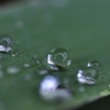 雨の日の楽しみ。