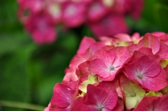 赤い紫陽花。