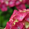 赤い紫陽花。