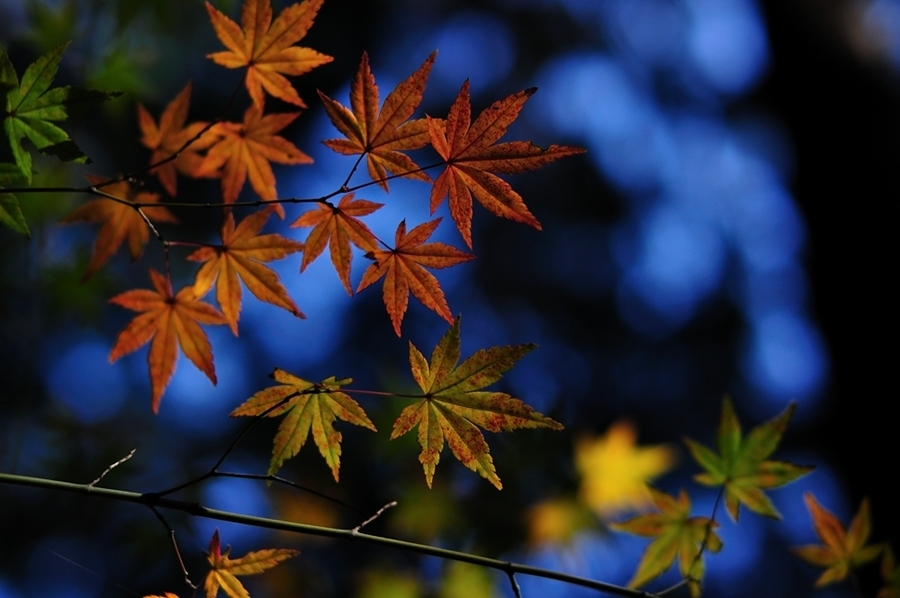 微妙な紅葉