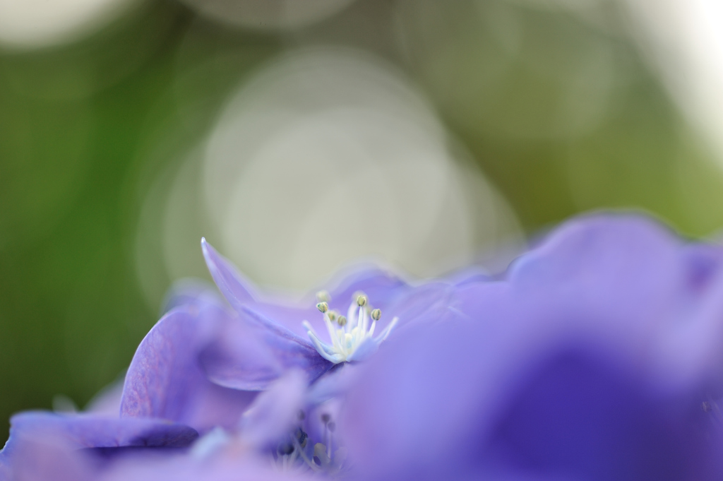 シベ萌え