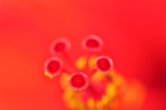 花の中に咲く花。