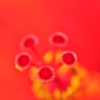 花の中に咲く花。