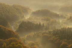 朝靄に煙る秋色の森