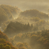 朝靄に煙る秋色の森