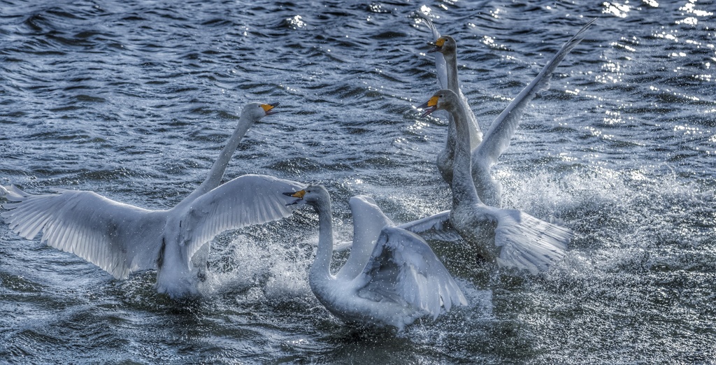 Dancers