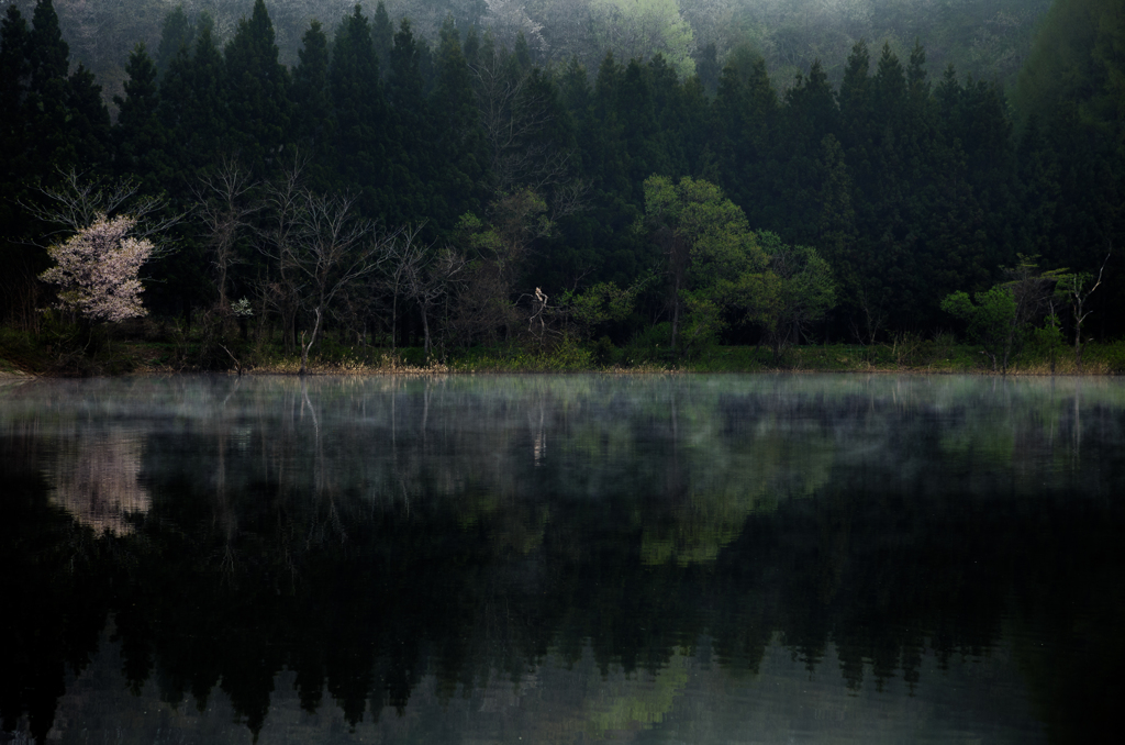 sakura reflection