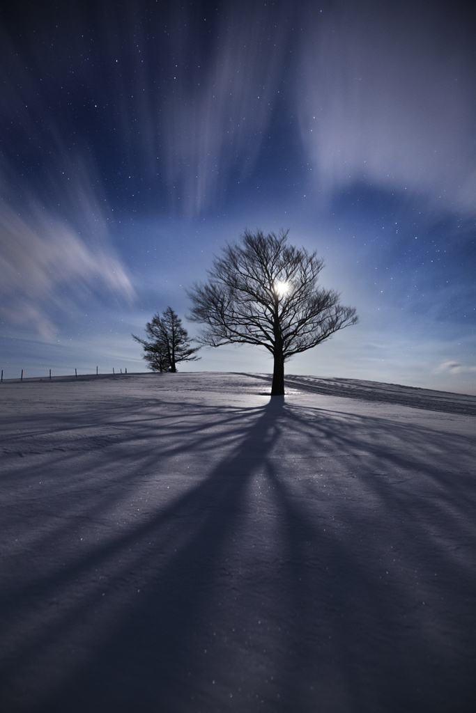 Tree of Life