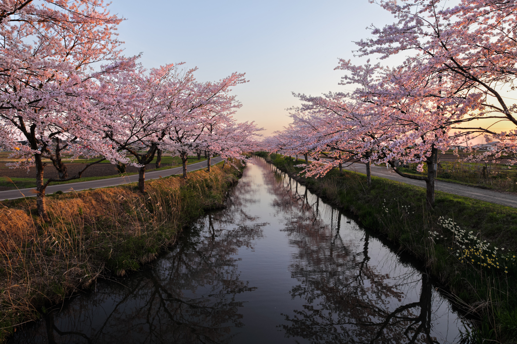 桜川