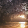 光舞う桜坂