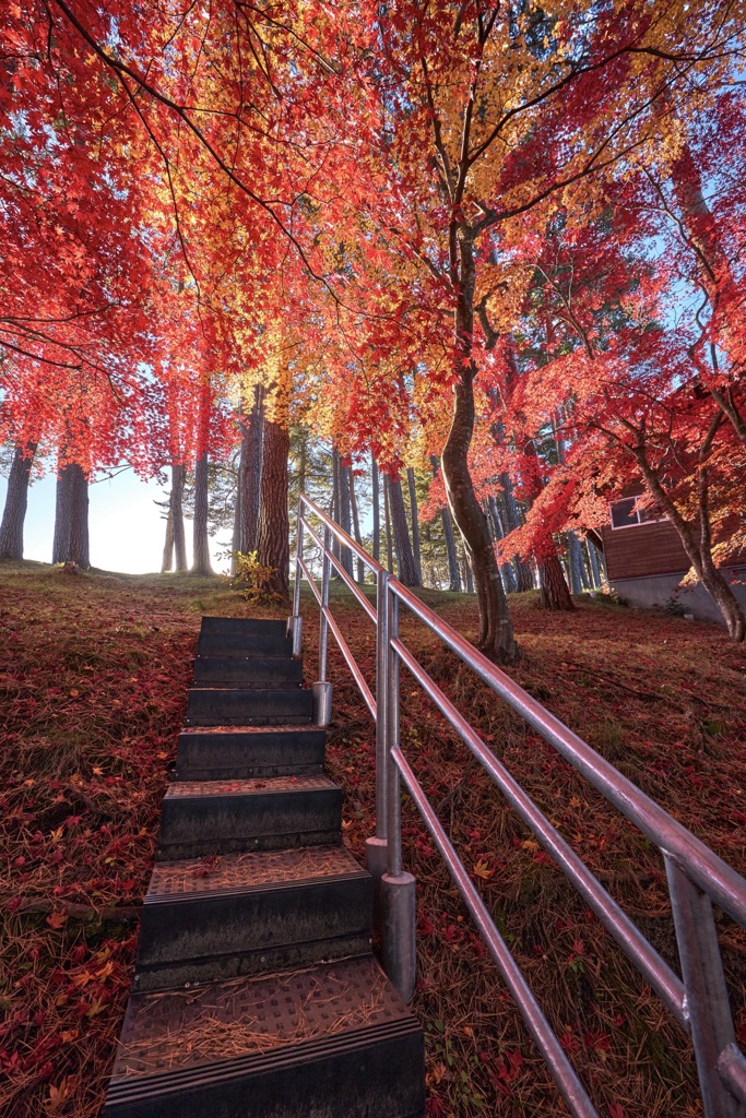 ダイナミック紅葉階段