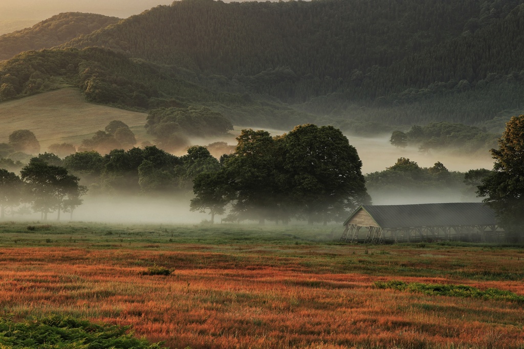 misty pasture