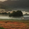 misty pasture