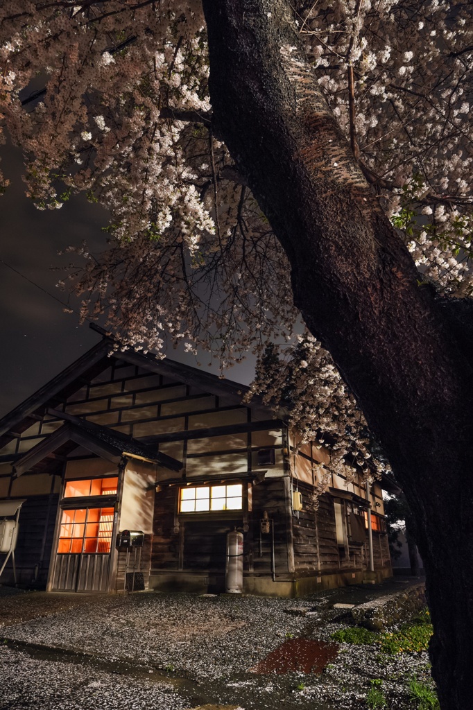 日本の春