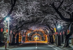 SAKURA street