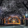 SAKURA street