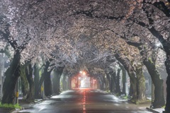 真夜中の桜道