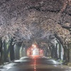 真夜中の桜道