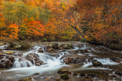 秋色の大坪川