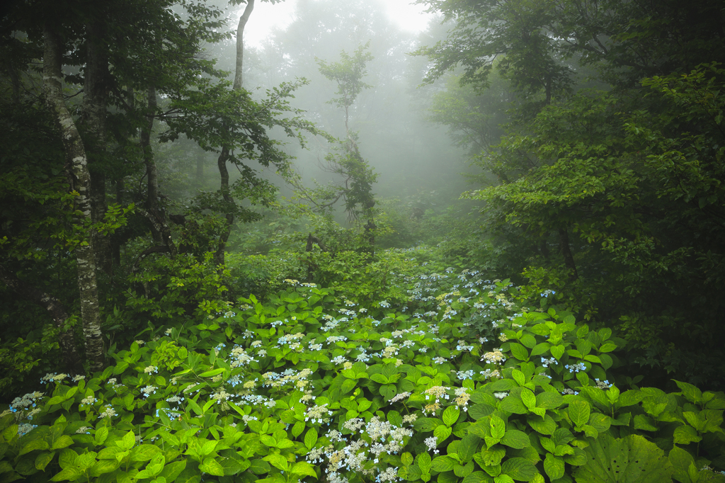 夢見の森
