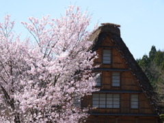 春の白川郷