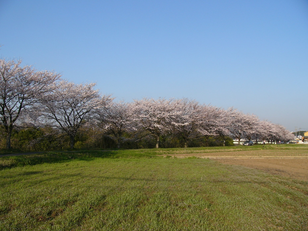 桜並木