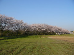 桜並木