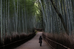 京都嵐山 竹林の朝
