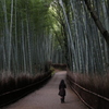 京都嵐山 竹林の朝