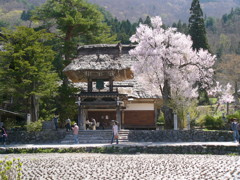 春の白川郷