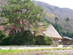 春の白川郷