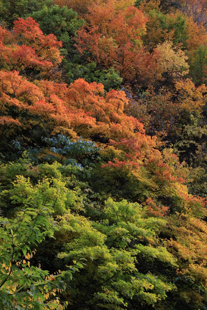 立又渓谷　紅葉