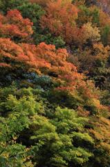 立又渓谷　紅葉