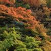 立又渓谷　紅葉