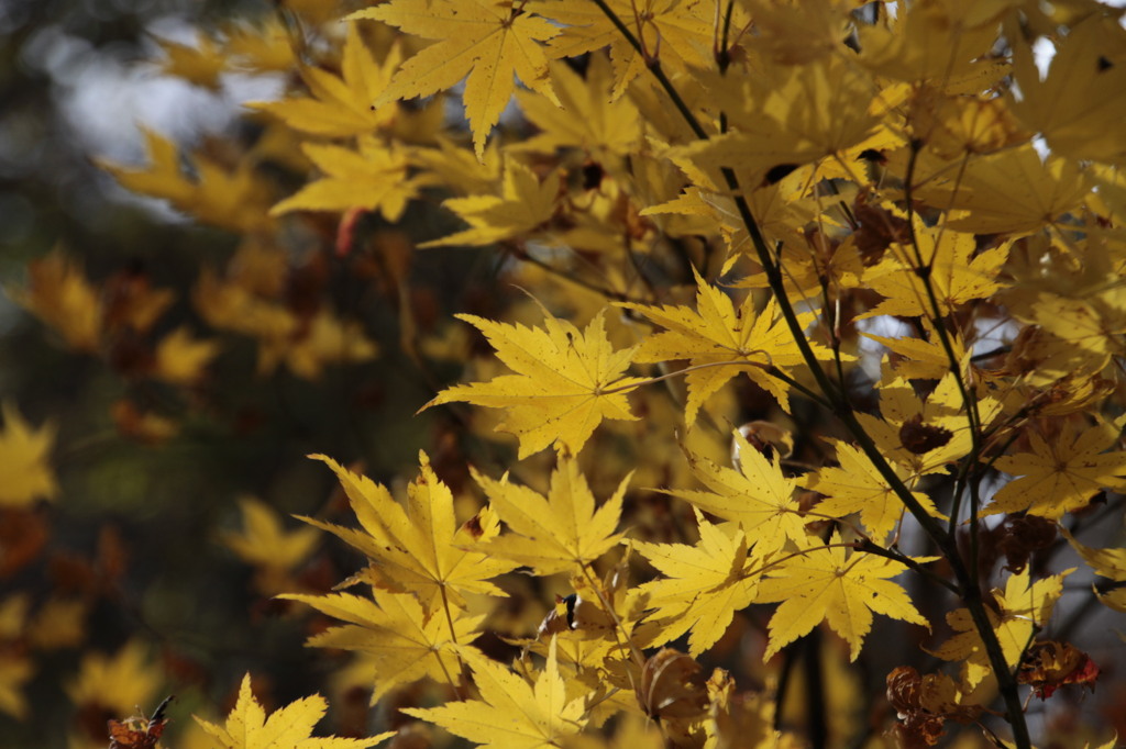 秋の黄色