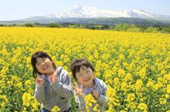 菜の花畑　南由利原1