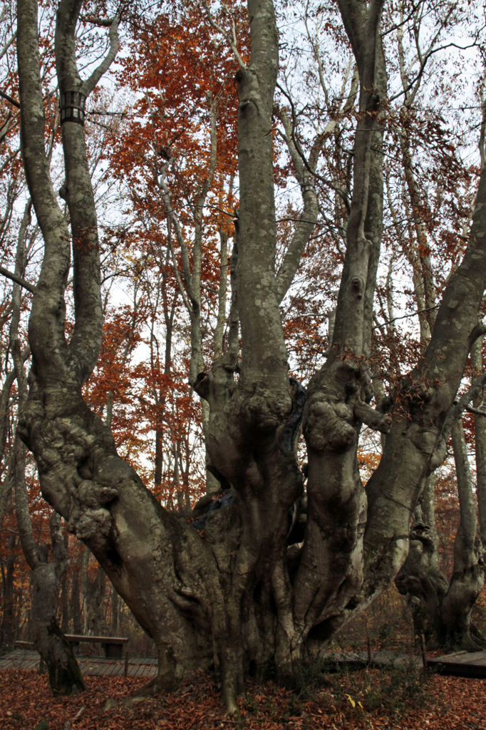 日本一の奇形ブナ