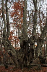 日本一の奇形ブナ