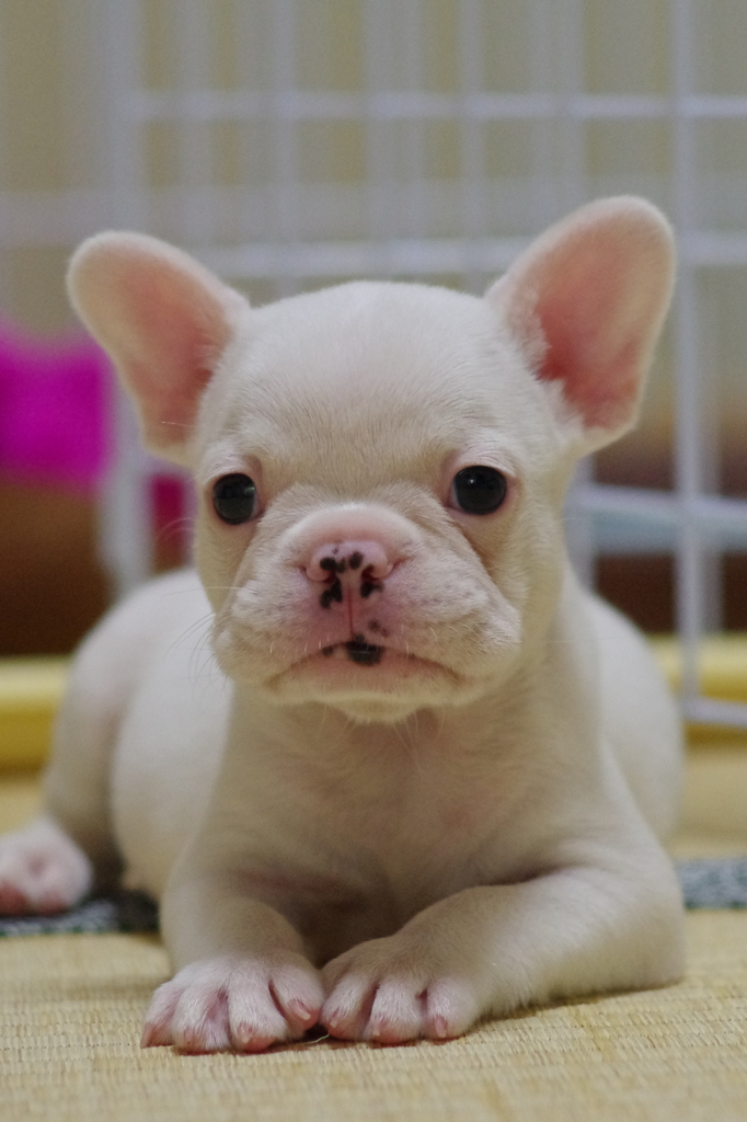 忠犬まだ赤ちゃんその１