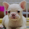 忠犬まだ赤ちゃんその１