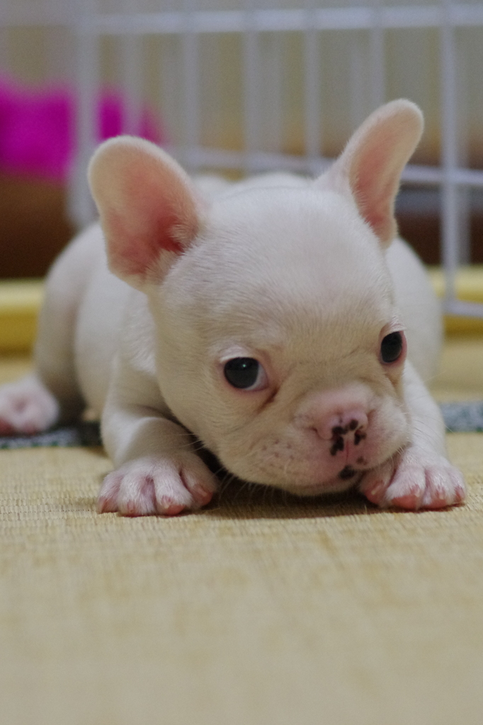 忠犬まだ赤ちゃんその２