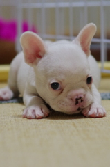 忠犬まだ赤ちゃんその２