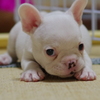 忠犬まだ赤ちゃんその２