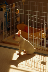 忠犬？