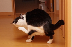 かゆ